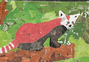 Panda Červená – koláž